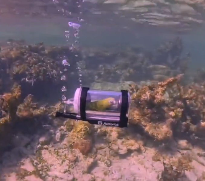 Bărbat din SUA, record mondial: Papagalul său face snorkeling într-un minisubmarin