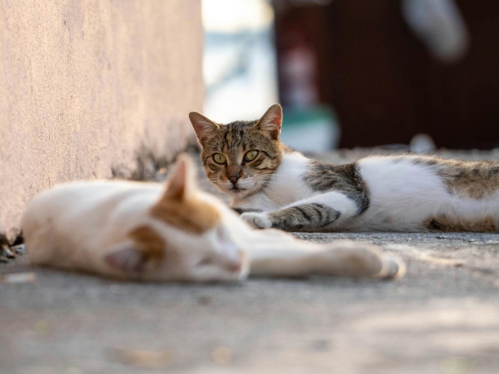 A doua ediție a evenimentului „Adoptă un Aristo & Crat” va deschide porțile pentru iubitorii de pisici și pentru cei care vor să ofere un cămin unui animal abandonat