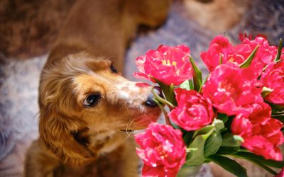 Flori de primăvară și riscuri ascunse: Cum să alegi buchetul de Florii care nu pune în pericol animalele de companie București – Sărbătoarea Floriilor, momentul în care florile devin vedete, readuce în atenție o dilemă pentru mulți posesori de animale de companie: ce flori sunt sigure pentru câini și pisici? În 2026, tendința de a alege buchete care nu dăunează patrupedelor capătă amploare, pe fondul unei conștientizări crescute a pericolelor pe care anumite specii le pot prezenta
