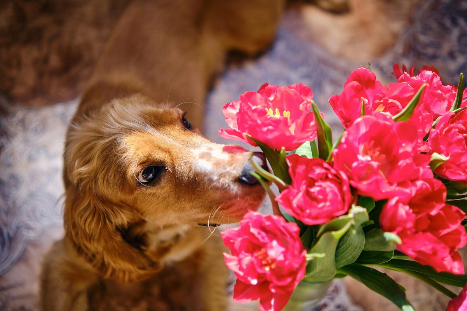 Flori de primăvară și riscuri ascunse: Cum să alegi buchetul de Florii care nu pune în pericol animalele de companie București – Sărbătoarea Floriilor, momentul în care florile devin vedete, readuce în atenție o dilemă pentru mulți posesori de animale de companie: ce flori sunt sigure pentru câini și pisici? În 2026, tendința de a alege buchete care nu dăunează patrupedelor capătă amploare, pe fondul unei conștientizări crescute a pericolelor pe care anumite specii le pot prezenta