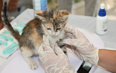 Agenția Europeană dă undă verde primului vaccin veterinar ARN din UE
