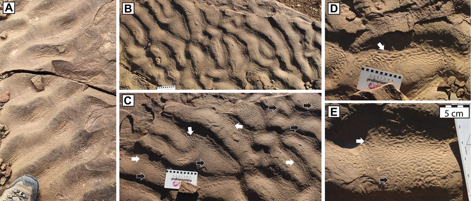 Descoperire Șocantă în Maroc: Viața Microbiană Antică Prospera în Adâncurile Oceanului O formațiune stâncoasă neobișnuită, cu o textură similară pielii de elefant, descoperită în Maroc, a determinat oamenii de știință să-și reconsidere teoriile despre locurile unde ar fi putut evolua primele forme de viață microbiană