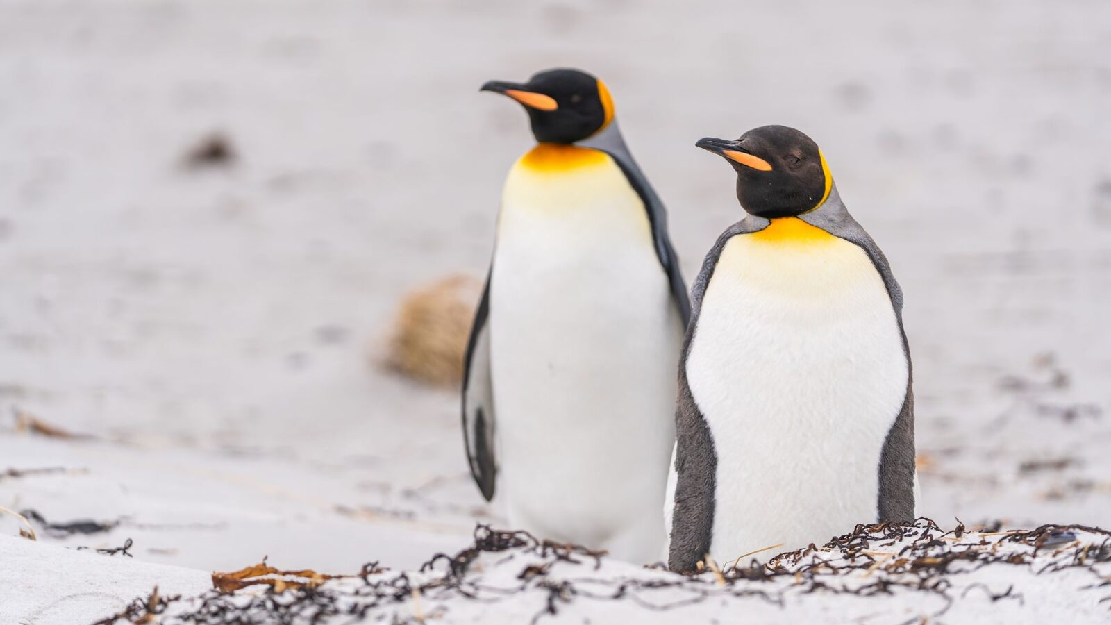 Pinguinii din grădinile zoologice, care beneficiază de o viață lipsită de griji, îmbătrânesc mai rapid decât semenii lor din sălbăticie, arată un studiu recent