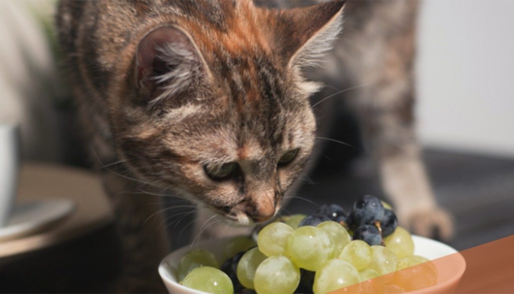 Mulți iubitori de pisici, dornici să-și răsfețe companionii feline, le oferă „din farfuria lor”, fără să realizeze pericolele ascunse