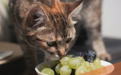 Mulți iubitori de pisici, dornici să-și răsfețe companionii feline, le oferă „din farfuria lor”, fără să realizeze pericolele ascunse