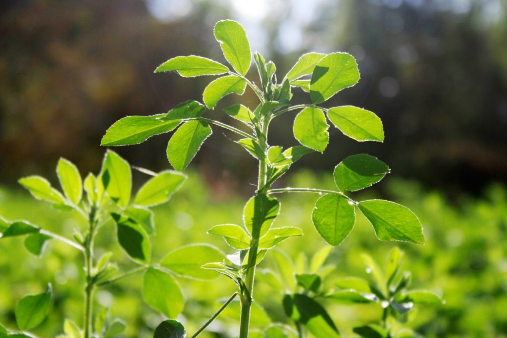 Aurul Verde al Romei Antice: Misterul plantei lui Iulius Cezar dispărut