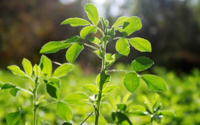 Aurul Verde al Romei Antice: Misterul plantei lui Iulius Cezar dispărut