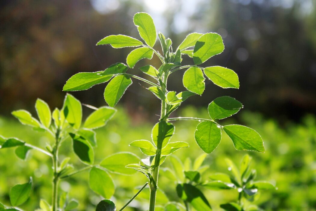 Aurul Verde al Romei Antice: Misterul plantei lui Iulius Cezar dispărut
