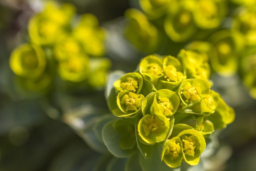 Euphorbia, bijuteria grădinii: Secretele îngrijirii „coroniței lui hristos”