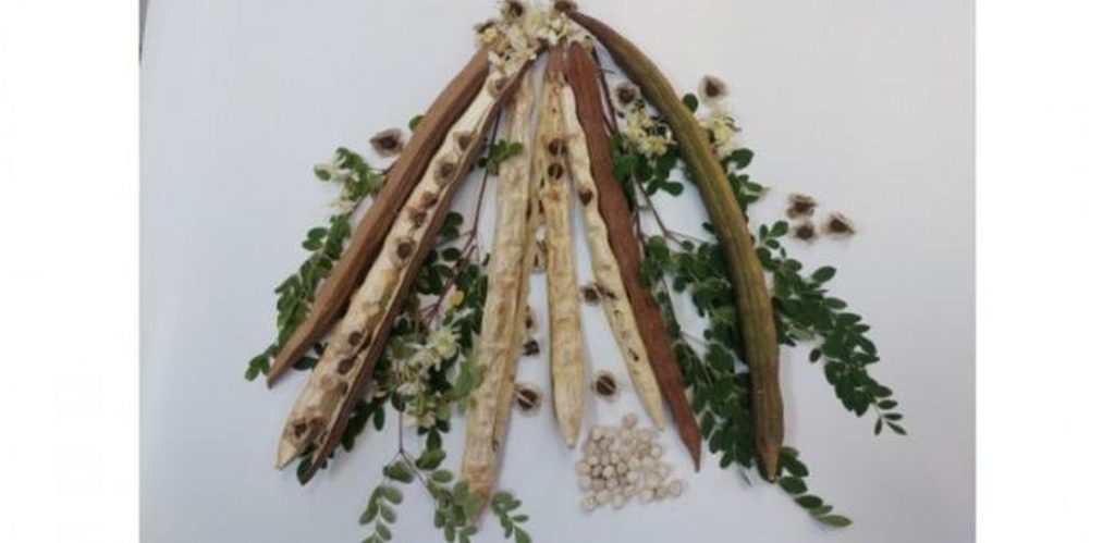 Planta minune din Brazilia curăță apa de microplastice