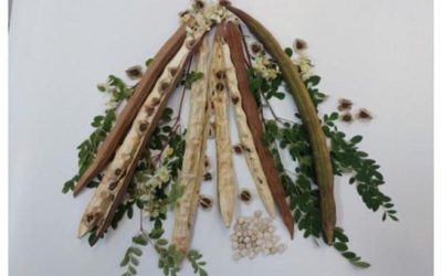 Planta minune din Brazilia curăță apa de microplastice