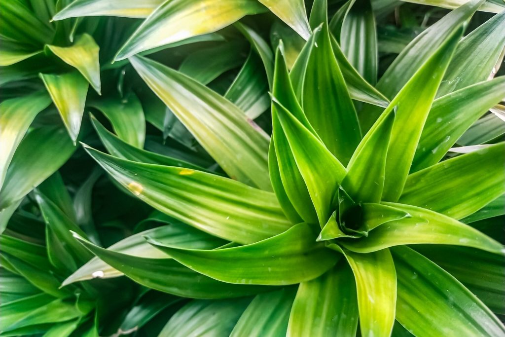 Cum salvezi plantele de apartament: Trucul simplu care funcționează!