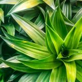 Cum salvezi plantele de apartament: Trucul simplu care funcționează!