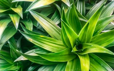 Cum salvezi plantele de apartament: Trucul simplu care funcționează!