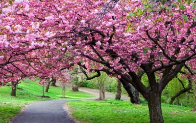 Vreme blândă în următoarele patru săptămâni: ANM anunță un început de primăvară