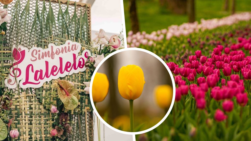 Simfonia Lalelelor de la Pitești: Cum a cucerit România un eveniment floral