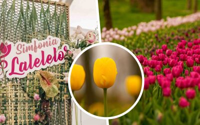 Simfonia Lalelelor de la Pitești: Cum a cucerit România un eveniment floral