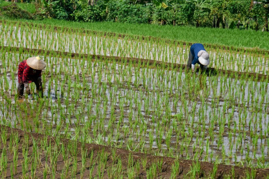 Războiul din Iran: Prețul combustibililor sufocă producția de orez în Asia