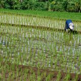 Războiul din Iran: Prețul combustibililor sufocă producția de orez în Asia