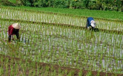 Războiul din Iran: Prețul combustibililor sufocă producția de orez în Asia