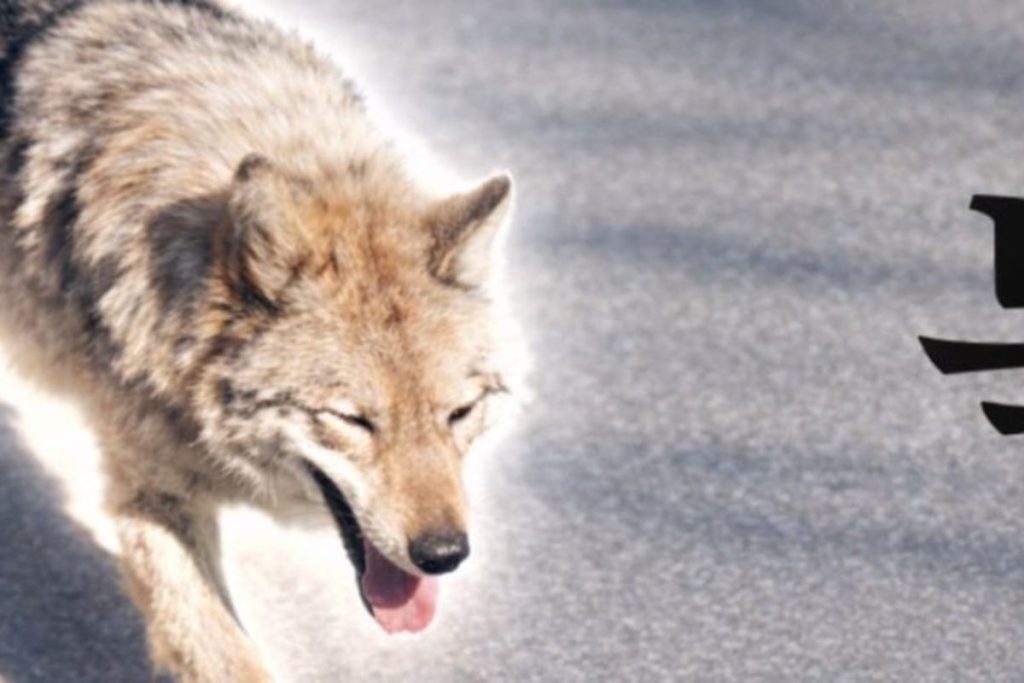 Lupul fugar din Coreea a lansat moneda digitală; PREȘEDINTE Îngrijorat