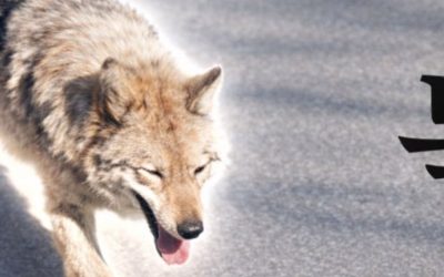 Lupul fugar din Coreea a lansat moneda digitală; PREȘEDINTE Îngrijorat