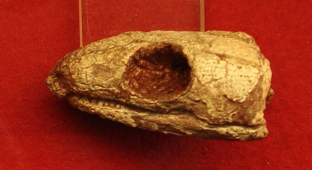 Reptila mumificată de acum 289 milioane ani dezvăluie secretul respirației