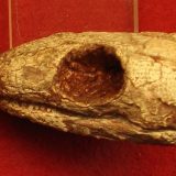 Reptila mumificată de acum 289 milioane ani dezvăluie secretul respirației