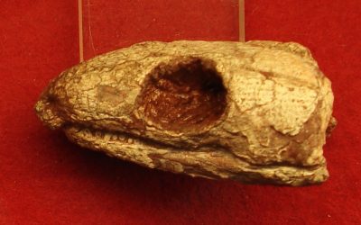 Reptila mumificată de acum 289 milioane ani dezvăluie secretul respirației