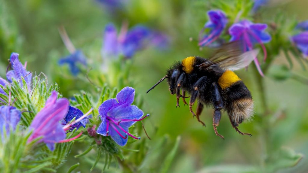 Reginele rezistente: Albinele supraviețuiesc iernii respirând sub apă