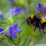 Reginele rezistente: Albinele supraviețuiesc iernii respirând sub apă