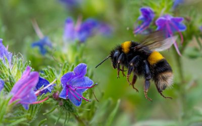 Reginele rezistente: Albinele supraviețuiesc iernii respirând sub apă