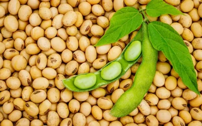 Fermierii din România, din nou la soia: Producția explodează cu peste 60%