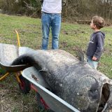 Somnul uriaș a confirmat o legendă germană veche