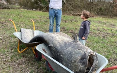 Somnul uriaș a confirmat o legendă germană veche