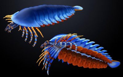 O nouă specie de păianjen preistoric, cu clești amplasați într-un loc neobișnuit, a fost descoperită de paleontologi, oferind perspective neașteptate asupra evoluției artropodelor timpurii