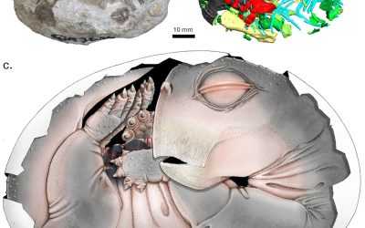 Primele dovezi: Strămoșii mamiferelor depuneau ouă