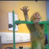 Imagini șocante din laboratoare: Apeluri puternice pentru oprirea testelor pe animale