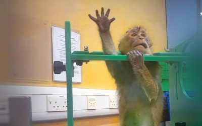 Imagini șocante din laboratoare: Apeluri puternice pentru oprirea testelor pe animale