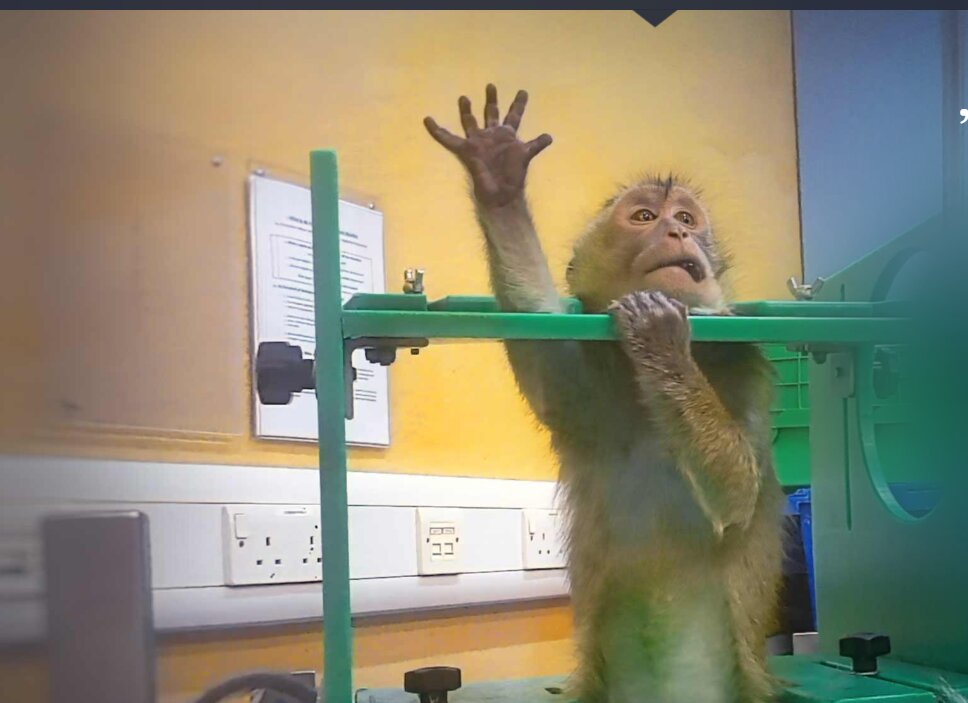 Imagini șocante din laboratoare: Apeluri puternice pentru oprirea testelor pe animale