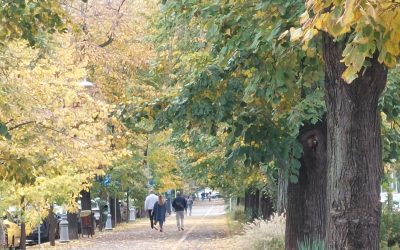 Declic cere schimbarea numelui parcului Donald Trump: Maria Cuțarida-Crătunescu