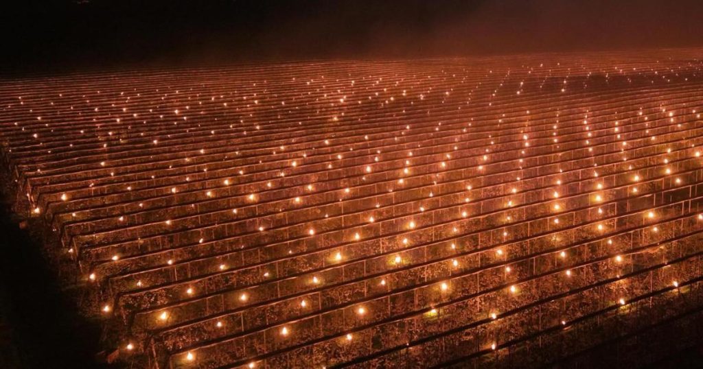 Foc de 40.000 de euro: Salvarea cireșilor înghețați, o fermă din Cluj, soluție extremă