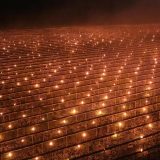 Foc de 40.000 de euro: Salvarea cireșilor înghețați, o fermă din Cluj, soluție extremă