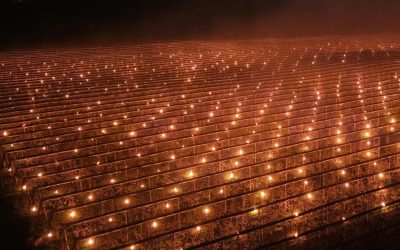 Foc de 40.000 de euro: Salvarea cireșilor înghețați, o fermă din Cluj, soluție extremă