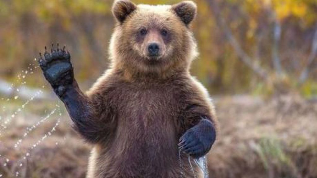 Nouă lege în România: Aproape 1.000 de urși, vizați pentru împușcare până în 2026