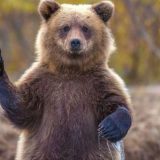 Nouă lege în România: Aproape 1.000 de urși, vizați pentru împușcare până în 2026