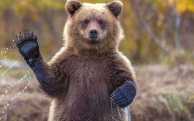 Nouă lege în România: Aproape 1.000 de urși, vizați pentru împușcare până în 2026