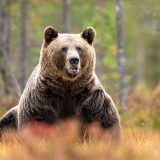 Ursul brun, vânat liber: Aproape 1.000 de exemplare, recoltate prin lege