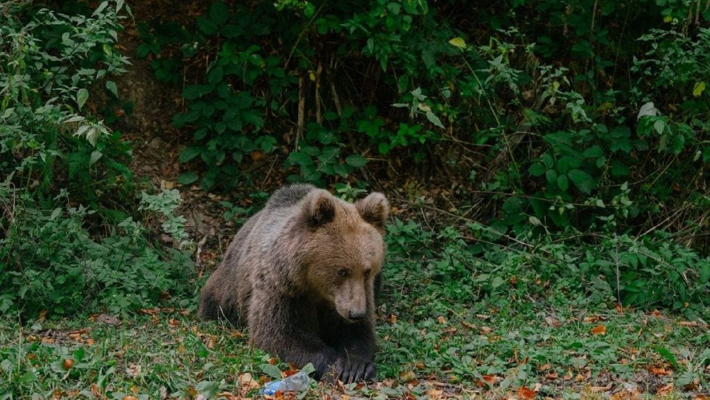 Urs brun ucis ilegal la Brașov: Doi vânători, anchetați pentru crimă