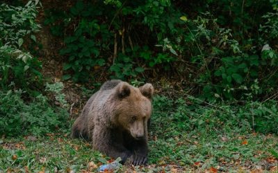 Urs brun ucis ilegal la Brașov: Doi vânători, anchetați pentru crimă